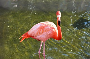 Flamingo bir duş alıyor