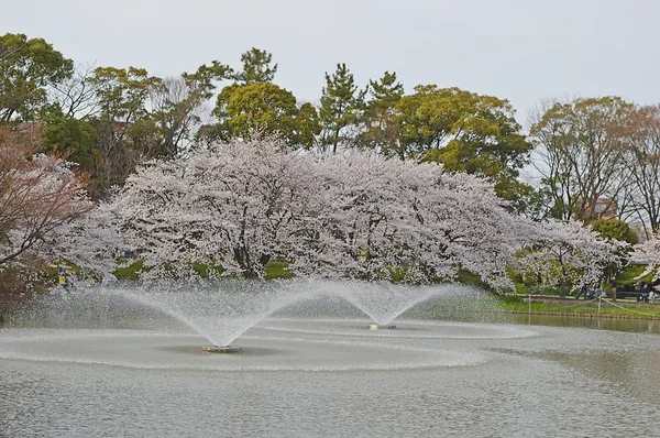 噴水と桜 — ストック写真