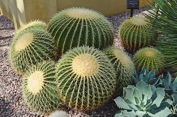 La imagen de Cactus —  Fotos de Stock