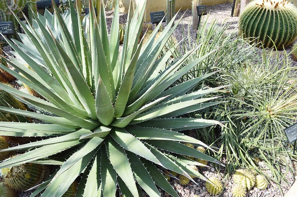 A imagem de Cactus — Fotografia de Stock