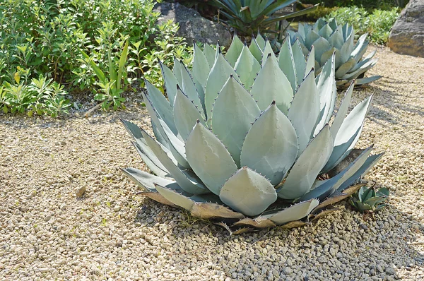 The image of Cactus — Stock Photo, Image