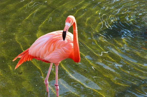 Flamingo badet — Stockfoto