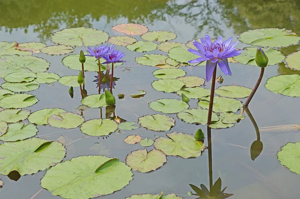 Lotus a természetben — Stock Fotó