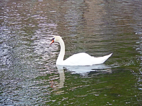 Nadando cisne blanco — Foto de Stock