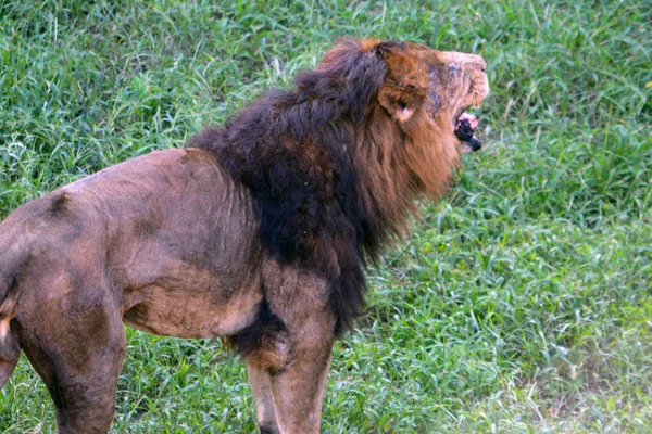 León y león hembra — Foto de Stock