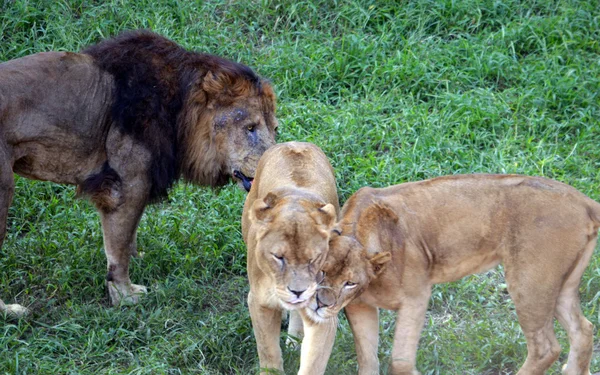 Lion och kvinnliga lion — Stockfoto