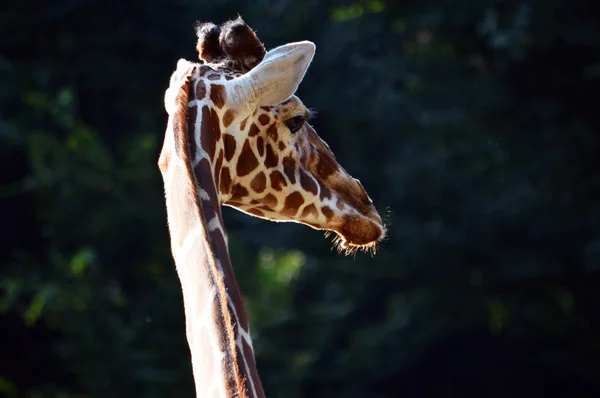 Жираф в зоопарке — стоковое фото