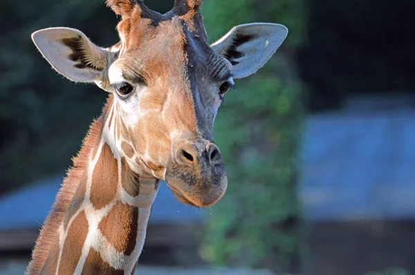 Картина Жирафа в зоопарку — стокове фото