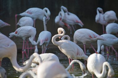 Flamingo doğada