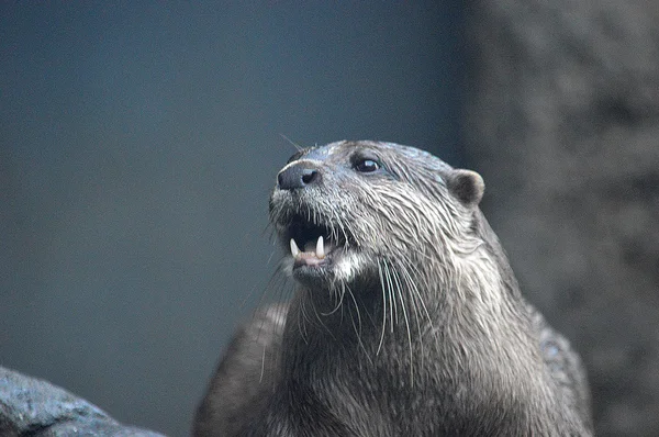 Het beeld van otter — Stockfoto