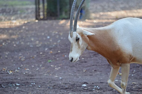 Oryx görüntüsünü — Stok fotoğraf