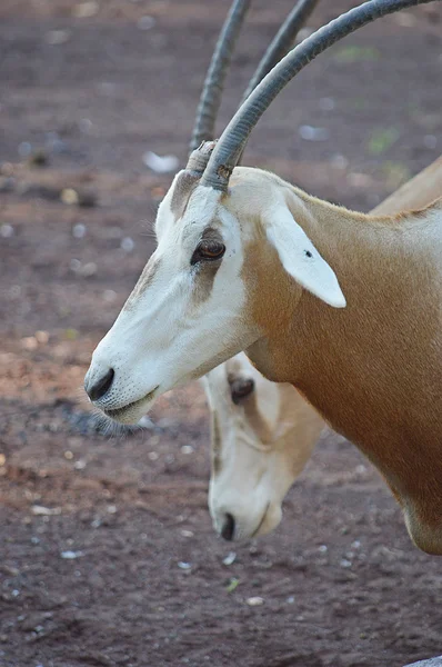 Oryx görüntüsünü — Stok fotoğraf