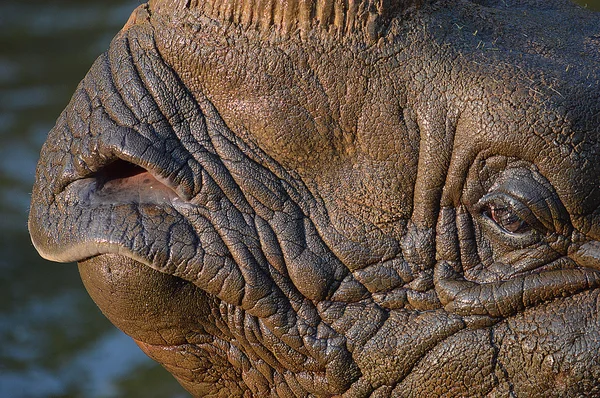 The image of Rhinoceros in the zoo — Stock Photo, Image