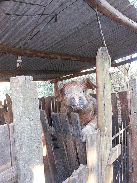 A visão de um lugar de agricultura no Brasil — Fotografia de Stock