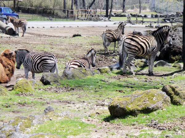 Зебра в зоопарку — стокове фото