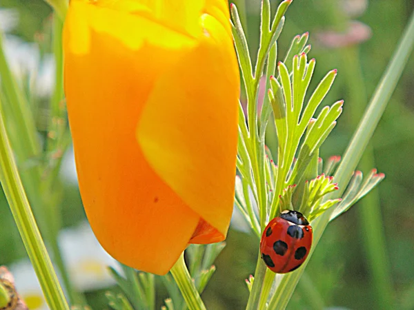 Ladybug on the plant — Stock Photo, Image