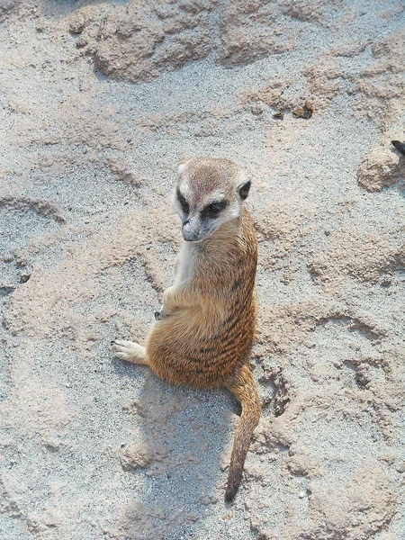 meerkat doğada