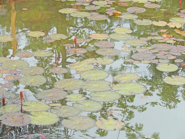 Loto en el estanque — Foto de Stock