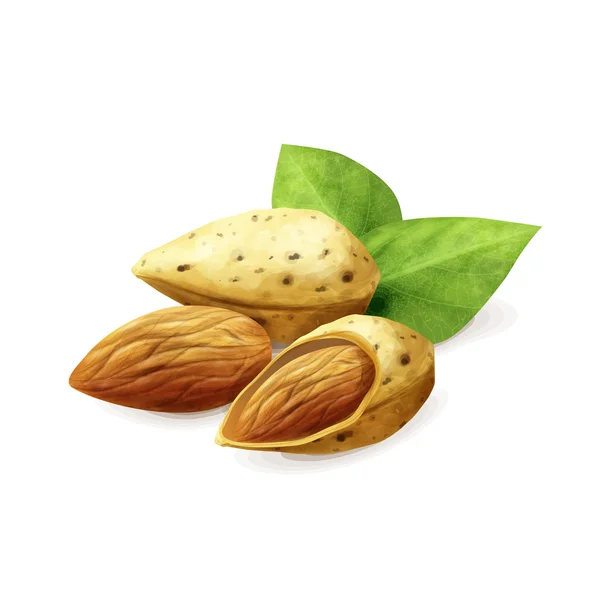 Mandeln Nüsse Nahrung — Stockvektor