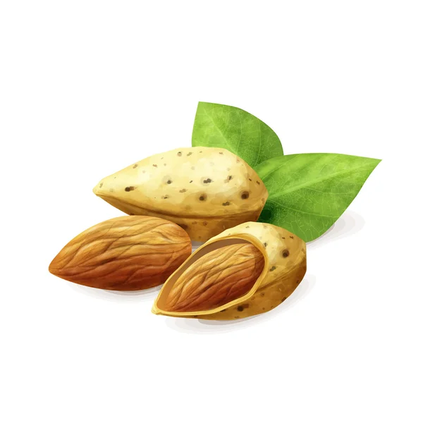 Almendras frutos secos alimentos — Vector de stock