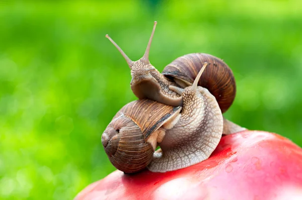 Birbirleriyle etkileşim yapay mantar için bahçede, üzerinde iki yenilebilir salyangoz