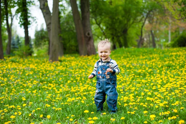 Küçük boy gülümseyerek karahindiba glade standları