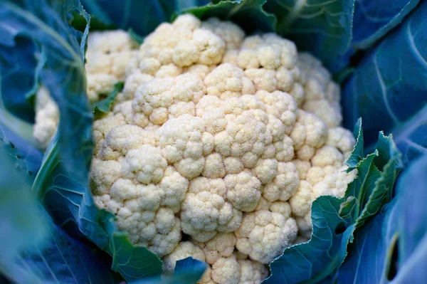 Büyük karnabahar baş küçük kremsi beyaz çiçek tomurcukları ile