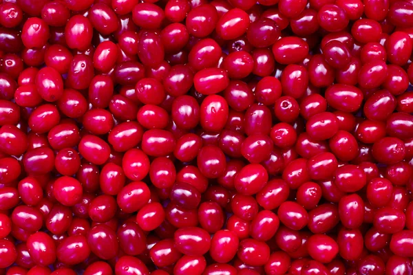 Bol bol kırmızı meyve kızılcık