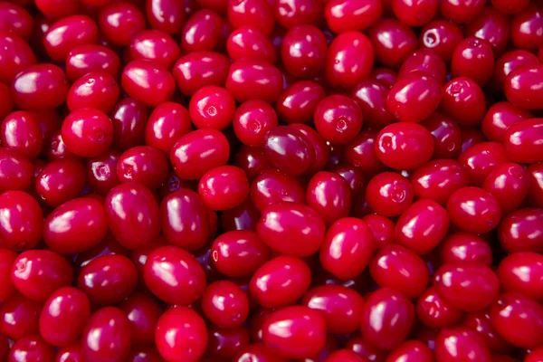 Bol bol kırmızı meyve kızılcık