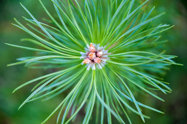 Soluk kahverengi çam kozalakları ve yeşil iğne ile genç çam ağacı dalı