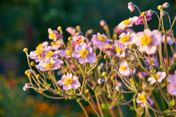 Hafif pembe anemon çiçeği ışıkları günbatımı