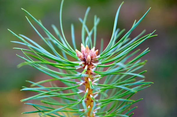 Soluk kahverengi çam kozalakları ve yeşil iğne ile genç çam ağacı dalı
