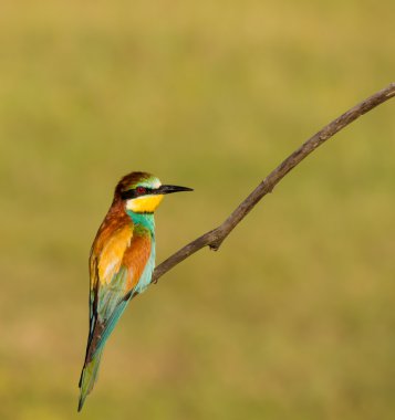 Dalda oturan Avrupa arı kuşugiller