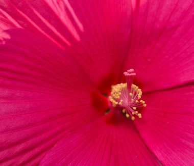 Rose ebegümeci, sadece bir gün çiçekli