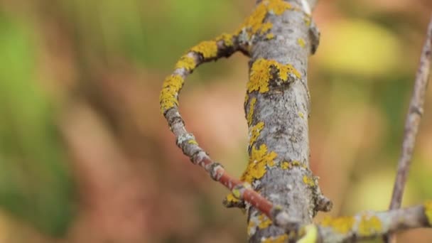 가을에 이끼로 덮인 노란 잎을 가진 나무의 가지. — 비디오