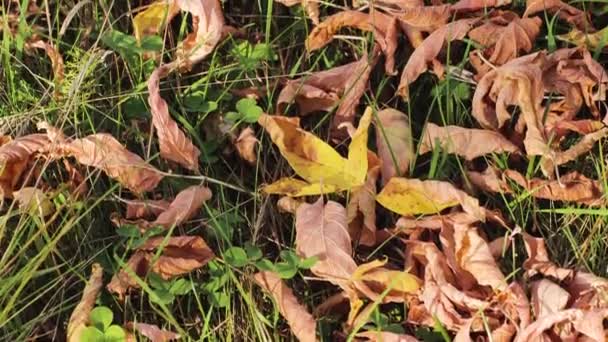 Падіння осіннього листя лежить в зеленій траві . — стокове відео