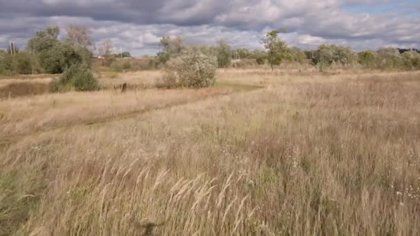 Basso volo su un campo di alberi verdi in lontananza. — Video Stock