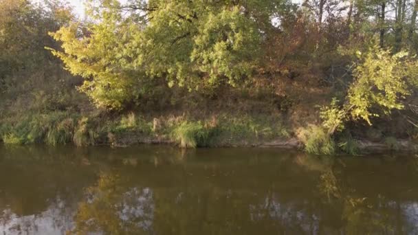 Un panorama degli alberi densamente in crescita sulla riva del fiume. — Video Stock