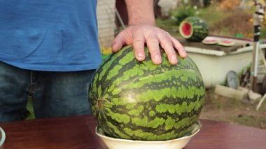 Bir adam karpuza dokunur, olgunluk kontrolü yapar..