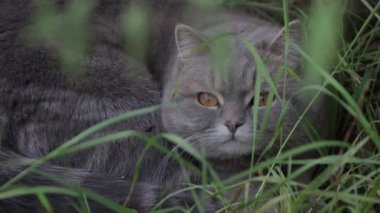 Gri bir kedi çimenlerde uzanıyor ve dikkatle izliyor..