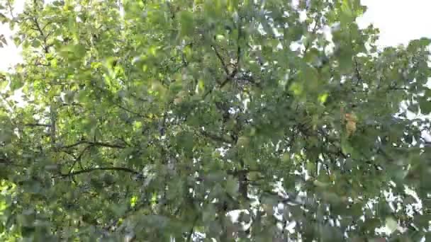 Le pommier est secoué et des fruits en tombent. — Video