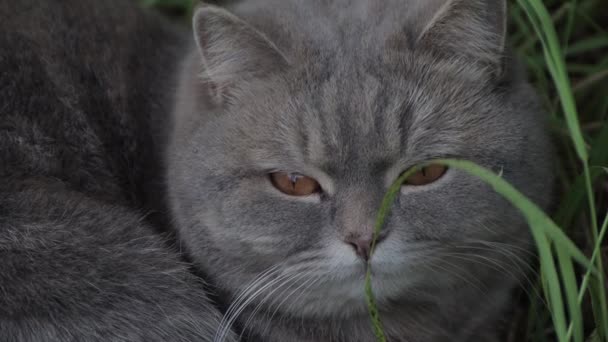 Šedá kočka zavře oči, spí v zelené trávě — Stock video