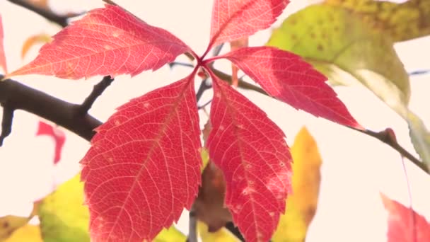 Lindas folhas vermelhas e amarelas de outono oscilam ao vento. — Vídeo de Stock