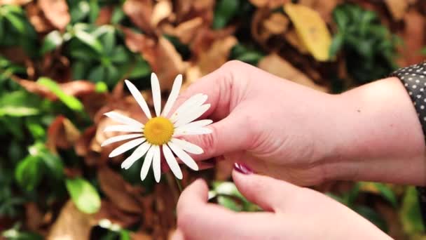 Жіноча рука знімає білі пелюстки квітки пальцями . — стокове відео