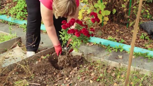 Une femme avec des gants plante un buisson de fleurs dans un trou. — Video