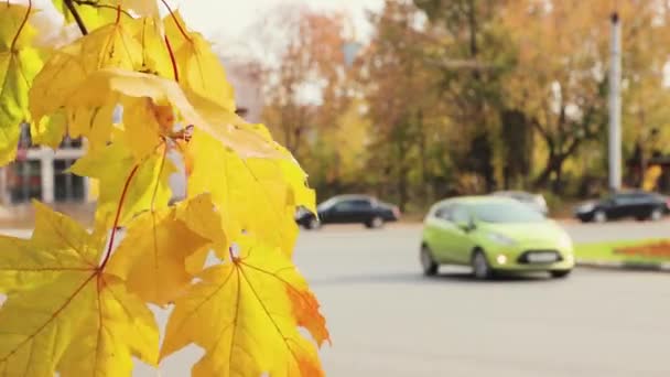 Großaufnahme eines Astes mit gelben Blättern, die stark vom Wind schwanken. — Stockvideo