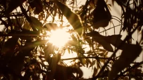 Rayos brillantes del sol hacen su camino a través de la vegetación densa. — Vídeo de stock