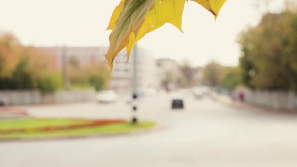 바람에서 강하게 흔들리는 노란색 잎의 근접 사진. — 비디오