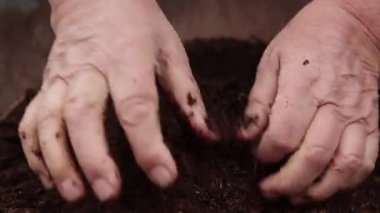 Yakın plan kadın elleri gübreyi karıştırır ve parçaları yoğurur..