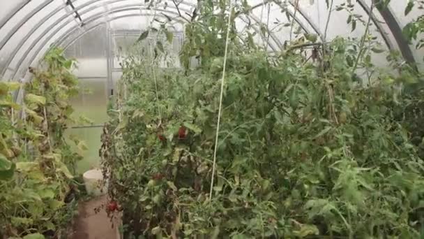 Gröna tomatstjälkar med röda frukter i ett växthus. — Stockvideo